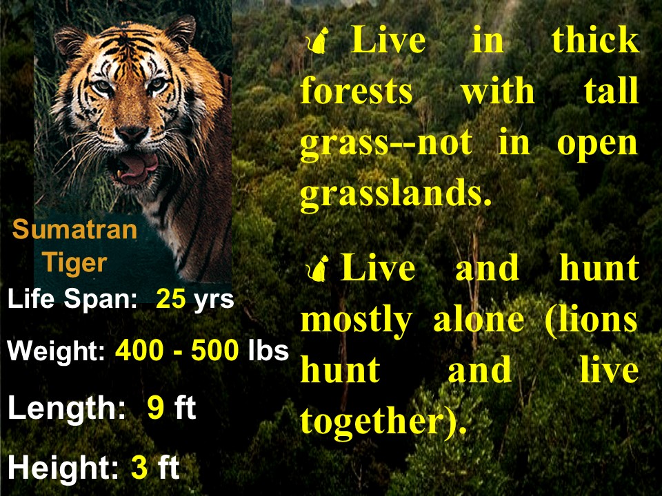 Tiger facts 1
